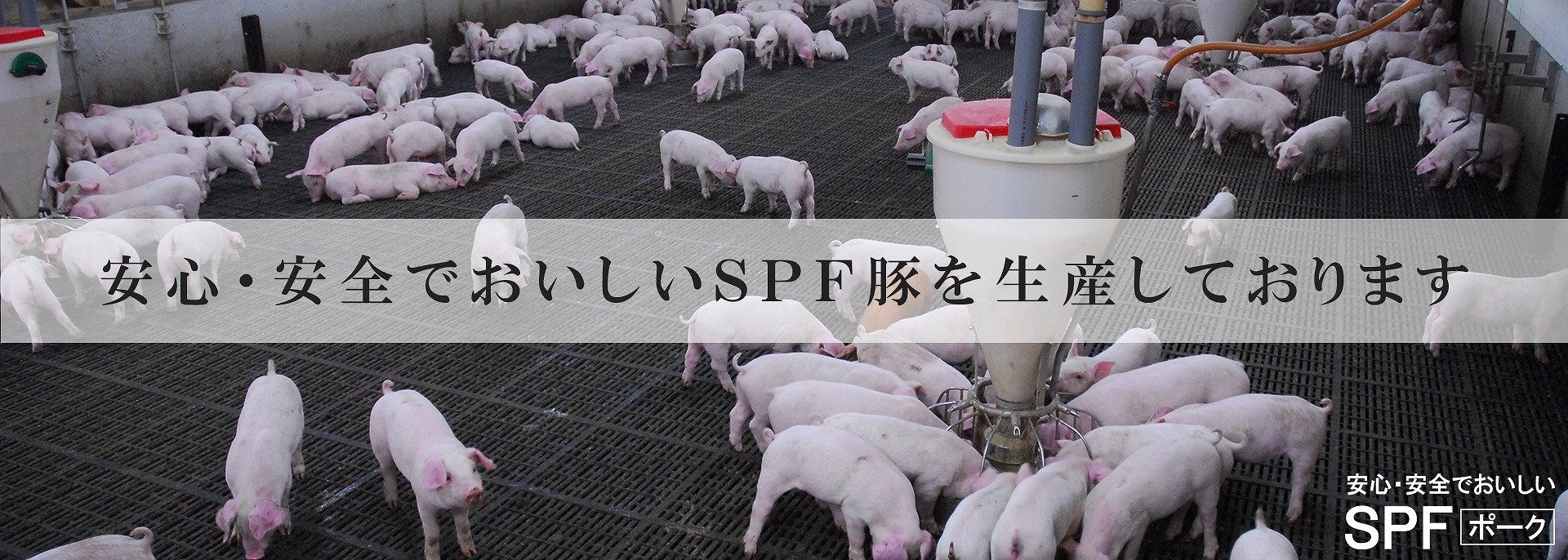 安心・安全でおいしいSPF豚を生産しております